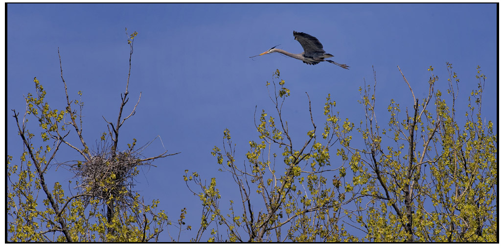 heron